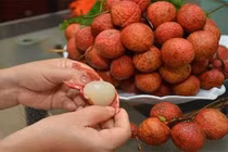 Mùa vải thiều đã đến, 5 cấm kị khi ăn vải và cách xử lý khi 'say' vải