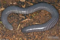 Động vật tồn tại 250 triệu năm trên trái đất, khoa học phát hiện sự thật "lạ"