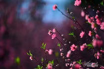 Nhà này có hết người đâu mà bắt dâu trưởng phục vụ Tết nội mãi