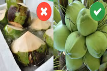Dân trồng dừa mách mẹo chọn quả nhiều nước, không lo tiêm đường hóa học