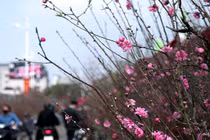 14 năm vô tâm, Tết này, con xin được sửa sai