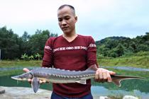 Nuôi thành công cá tầm ở Hà Tĩnh, lợi nhuận cao