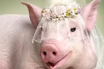 Từ tháng 3/2022: 3 con giáp đổi đời đại gia, tiền tiêu mãi không hết 