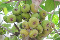 Xưa mọc dại ở quê không ai hái, giá rẻ như cho, nay là “mỏ vàng” giá 200.000 đồng/kg