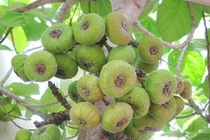 Xưa mọc dại ở quê không ai hái, giá rẻ như cho, nay là “mỏ vàng” giá 200.000 đồng/kg