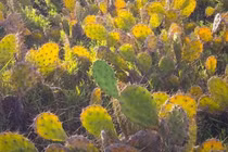 Quả dại nghĩ không ăn được, không ngờ là trái cây cao cấp 