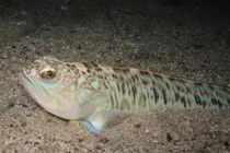 Loài cá sở hữu nọc độc bậc nhất vùng biển ở Anh