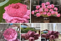 Hoa sen nghìn cánh: Hàng hiếm một thời nay giá rẻ khó tin