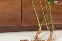 Cận cảnh củ sâm quý 57 năm tuổi, được bán với giá 115 triệu đồng