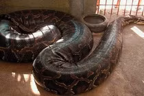 Tận mục những loài trăn như quái vật khổng lồ, đố ai dám tiếp cận