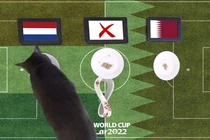 Mèo tiên tri, thần rùa dự đoán tỉ số World Cup 2022 29/11