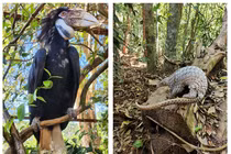 Thả 14 loài động vật cực hiếm về rừng tự nhiên VQG Bù Gia Mập