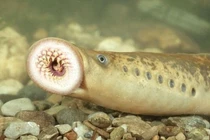 Loại cá có hình dạng đáng sợ nhưng được các bà nội trợ săn lùng