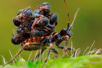 Loài bọ sát thủ cực "khôn lỏi": Vác xác côn trùng để ngụy trang 