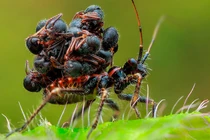 Loài bọ sát thủ cực "khôn lỏi": Vác xác côn trùng để ngụy trang 