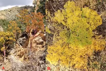 Loài cây đã tuyệt chủng cách đây 2.000 năm bất ngờ quay trở lại