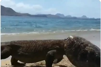 Ngạc nhiên động vật “mình rồng, đầu mai rùa” dạo chơi bên bờ biển