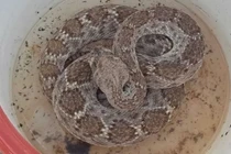 Phục lăn rắn đuôi chuông không ăn uống vẫn sống sót suốt 2 năm 