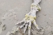 Phát hiện bàn tay xương xẩu khổng lồ, nghi sinh vật ngoài hành tinh