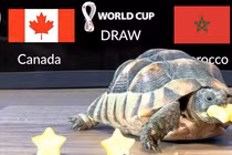 Thần rùa bất ngờ tiên tri tỉ số World Cup 2022 ngày 1/12