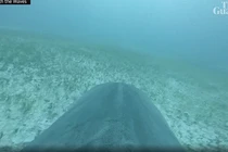 Gắn camera vào cá mập hổ, phát hiện “khu rừng” khổng lồ dưới đáy biển