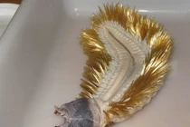 Giật mình loài giun y hệt “sinh vật ngoài hành tinh” tại Nam Cực