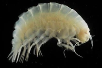 Sinh vật sống khỏe ở nơi áp suất ngang 48 máy bay phản lực