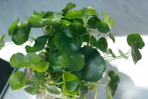 Cây cỏ lên chậu thành cây phong thủy mang may mắn