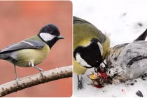 Rùng mình loài chim đáng yêu bỗng hóa “Zombie” chuyên ăn não đồng loại