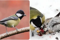 Rùng mình loài chim đáng yêu bỗng hóa “Zombie” chuyên ăn não đồng loại