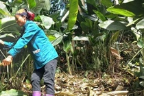 Loại cây trước mọc hoang nay trồng là có tiền triệu