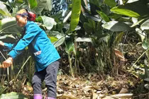 Loại cây trước mọc hoang nay trồng là có tiền triệu
