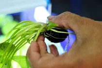 Kỹ sư “điên” cất bằng về quê trồng súng, bỏ túi 30 triệu mỗi tháng