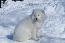 Phát hiện con vật mắc cạn, giật mình nhận ra “linh thú” trong truyền thuyết