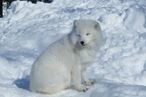 Phát hiện con vật mắc cạn, giật mình nhận ra “linh thú” trong truyền thuyết