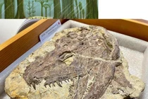 Tổ tiên “quái thú” của loài người đáng sợ hơn khủng long bạo chúa