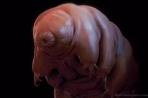 Phát hiện "công chúa ngủ trong rừng" đóng băng 30 năm bất ngờ sống lại 