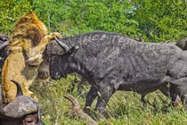 Ảo tưởng sức mạnh, vua sư tử bị trâu rừng vùi dập không thương tiếc