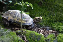 Tò mò loài rùa cực hiếm được phát hiện tại Khu bảo tồn Pù Hu