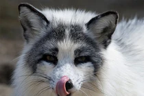 Lụi tim 3 loài cáo sở hữu ngoại hình xinh đẹp nhất hành tinh