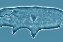 “Quái vật bất tử” trỗi dậy giữa sông băng, rã đông xong... sống tiếp