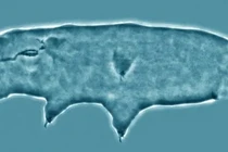 “Quái vật bất tử” trỗi dậy giữa sông băng, rã đông xong... sống tiếp