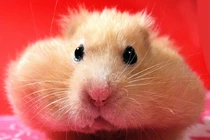 Kinh ngạc những động vật có chiếc miệng rộng khủng: Bất ngờ số 1! 