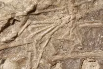 Chấn động bằng chứng khủng long "xơi tái" động vật có vú 