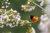 Tháng 11 Âm, 4 con giáp quý nhân dẫn đường, kiếm tiền đạt đỉnh 