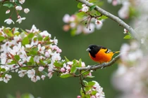 Tháng 11 Âm, 4 con giáp quý nhân dẫn đường, kiếm tiền đạt đỉnh 