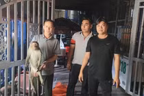 Khỉ đuôi dài bị điện giật bất tỉnh ở TP.HCM là loài cực hiếm? 