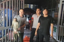 Khỉ đuôi dài bị điện giật bất tỉnh ở TP.HCM là loài cực hiếm? 