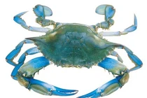 Lạ lùng 5 loài sinh vật đã tiến hóa để thành cua