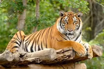 3 con giáp trời sinh may mắn, gặp dữ hóa lành